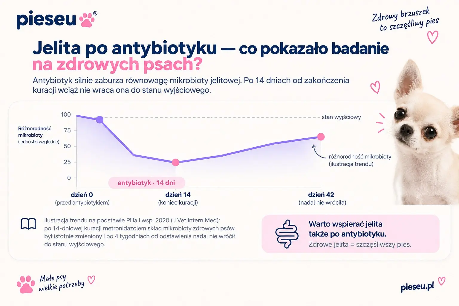 Jelita po antybiotyku — różnorodność mikrobioty spada w trakcie kuracji i po 4 tygodniach nadal nie wraca do stanu wyjściowego (ilustracja trendu wg Pilla 2020)